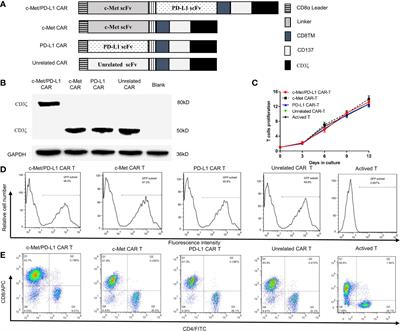 Bispecific c-Met/PD-L1 CAR-T Cells Have Enhanced Therapeutic Effects on Hepatocellular Carcinoma